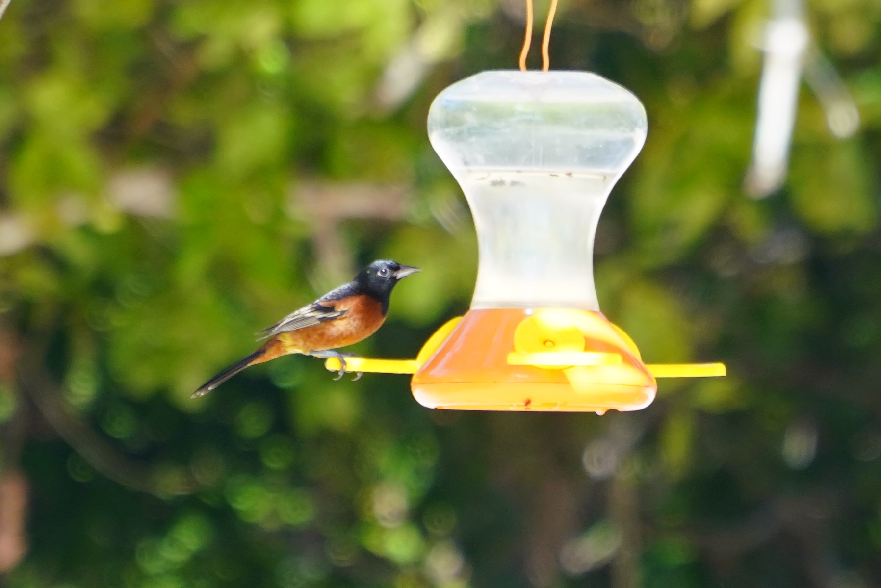 identifying-bird-calls-birds-in-your-backyard